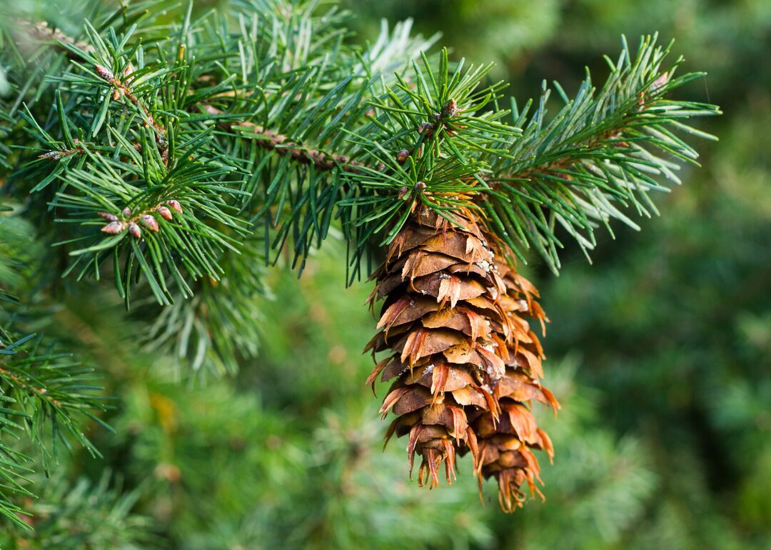 Clue: Tree #24